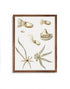 mocha wood framed octopus varieties print wall art
